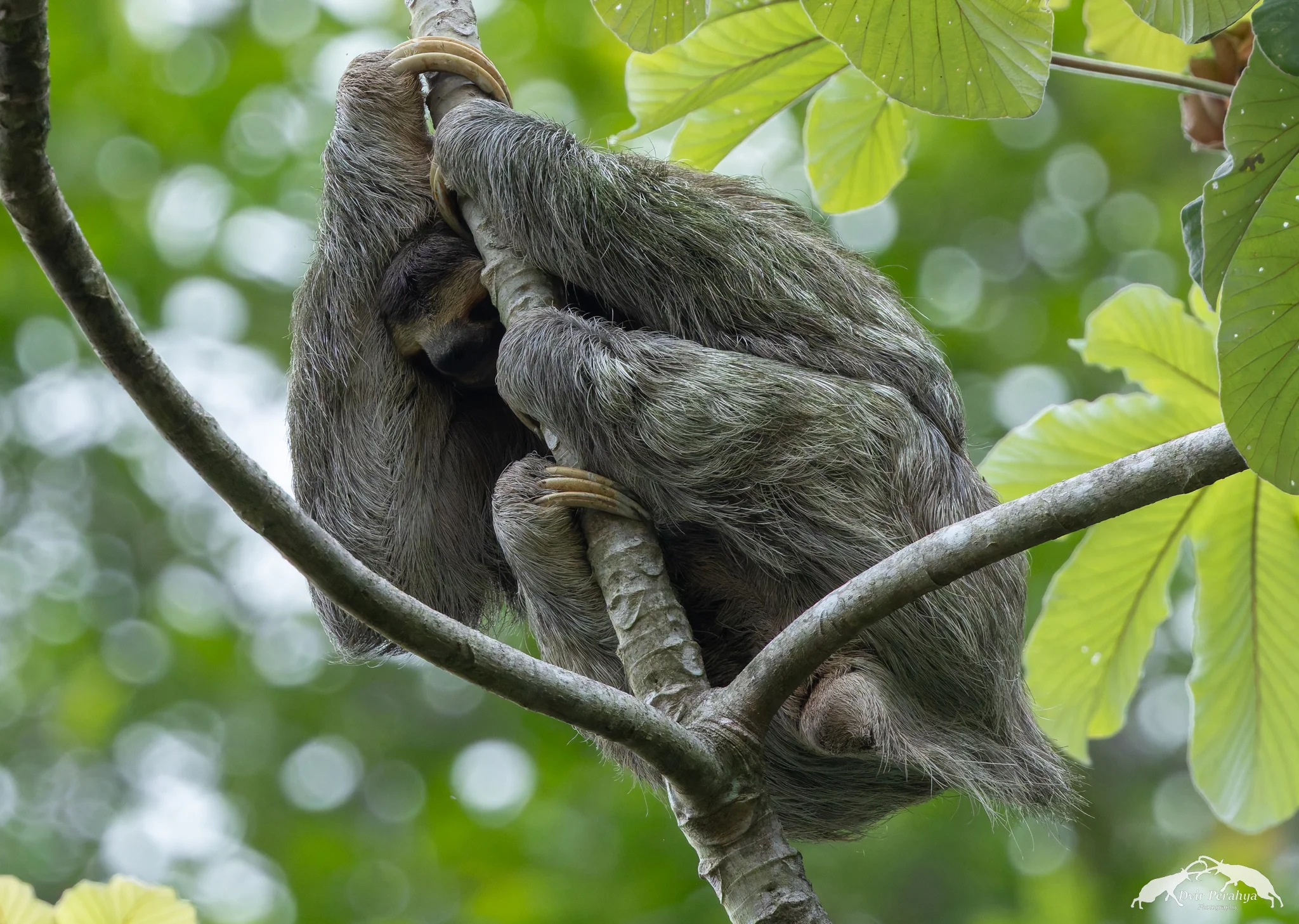 3 toed sloth, Manuel Antonio